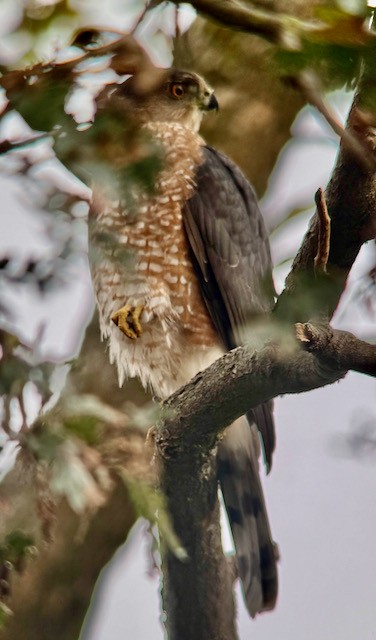 Яструб чорноголовий - ML645185424