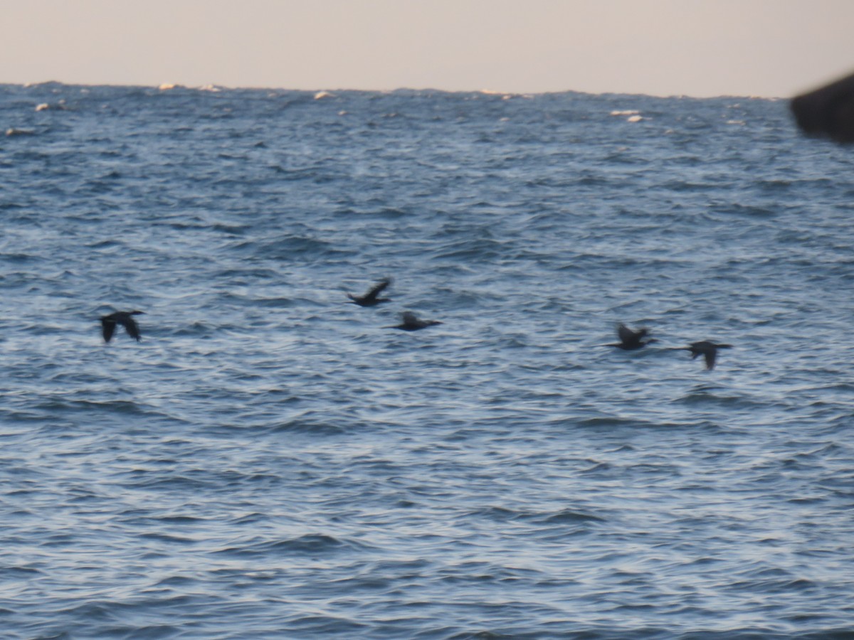 kormorán dlouhoocasý - ML645185442