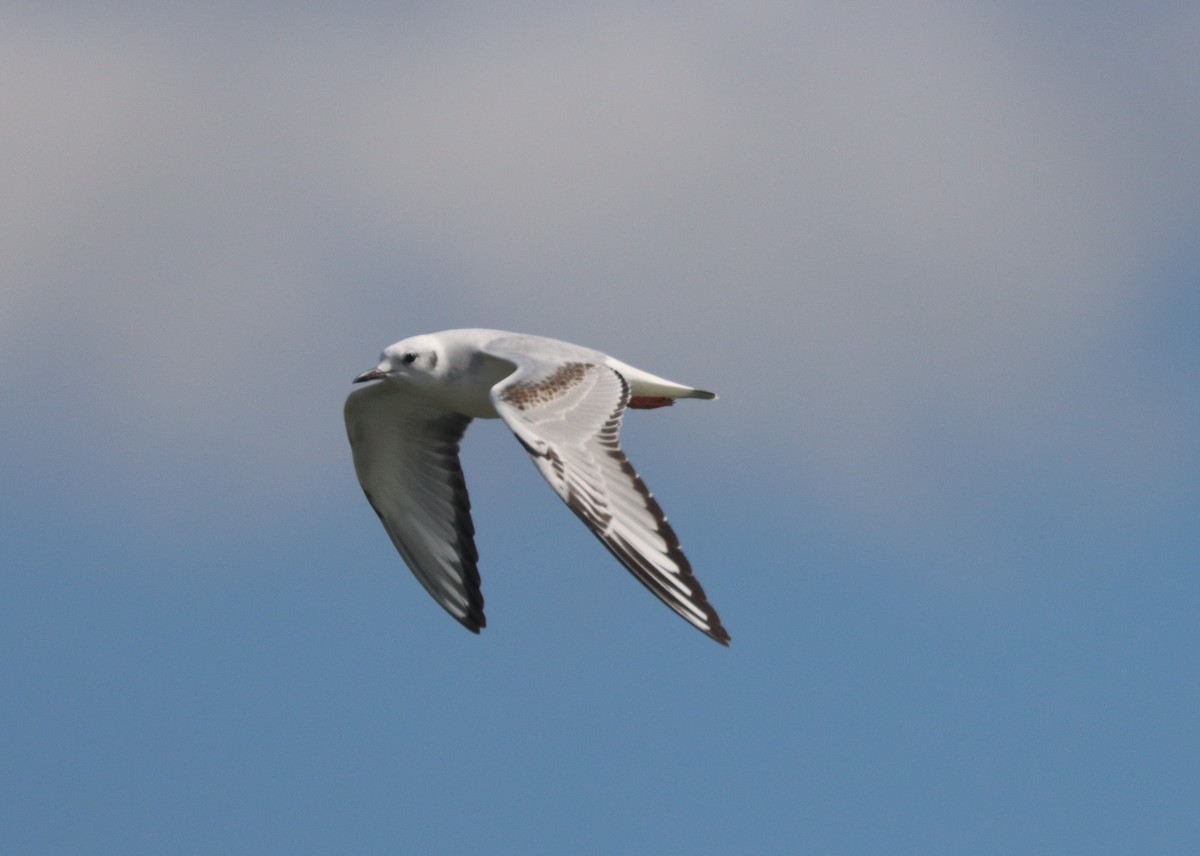Bonaparte's Gull - ML645185459
