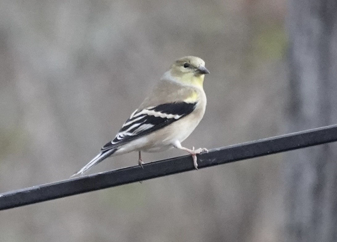 American Goldfinch - ML645185492