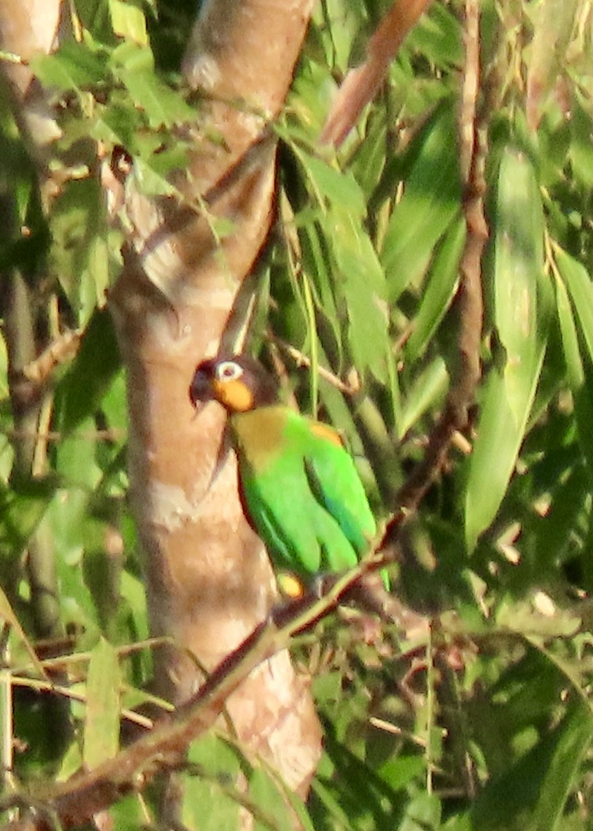Orange-cheeked Parrot - ML645185506