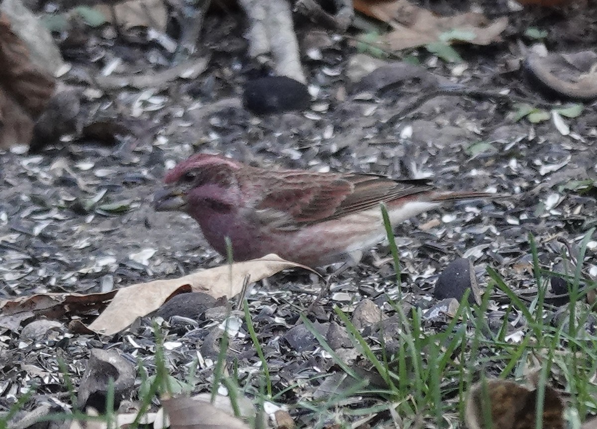 Purple Finch - ML645185520