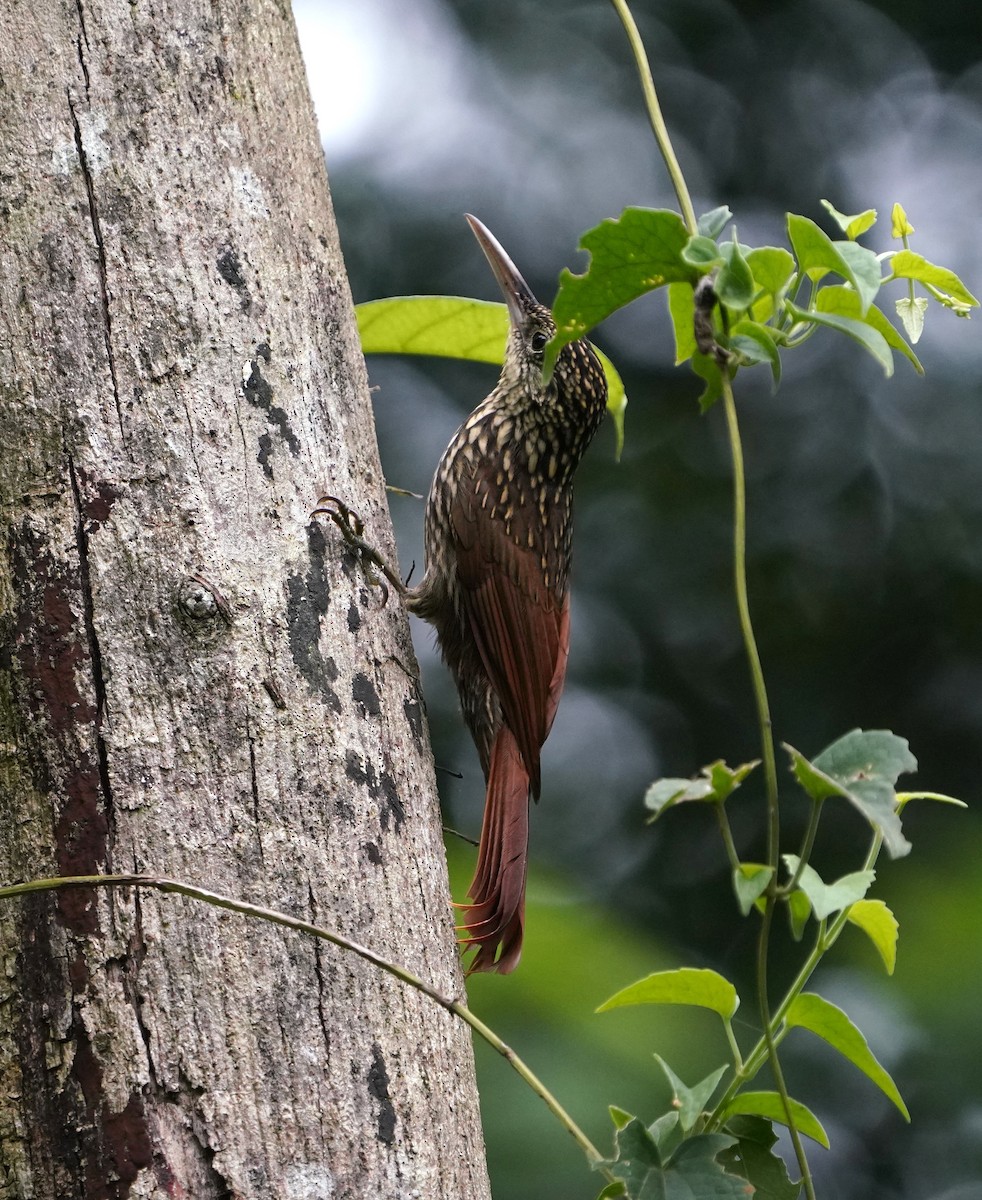 Ivory-billed Woodcreeper - ML645185524