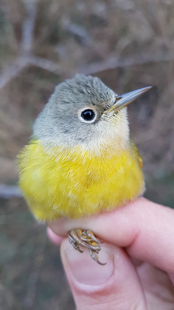 Nashville Warbler (ruficapilla) - ML645185525
