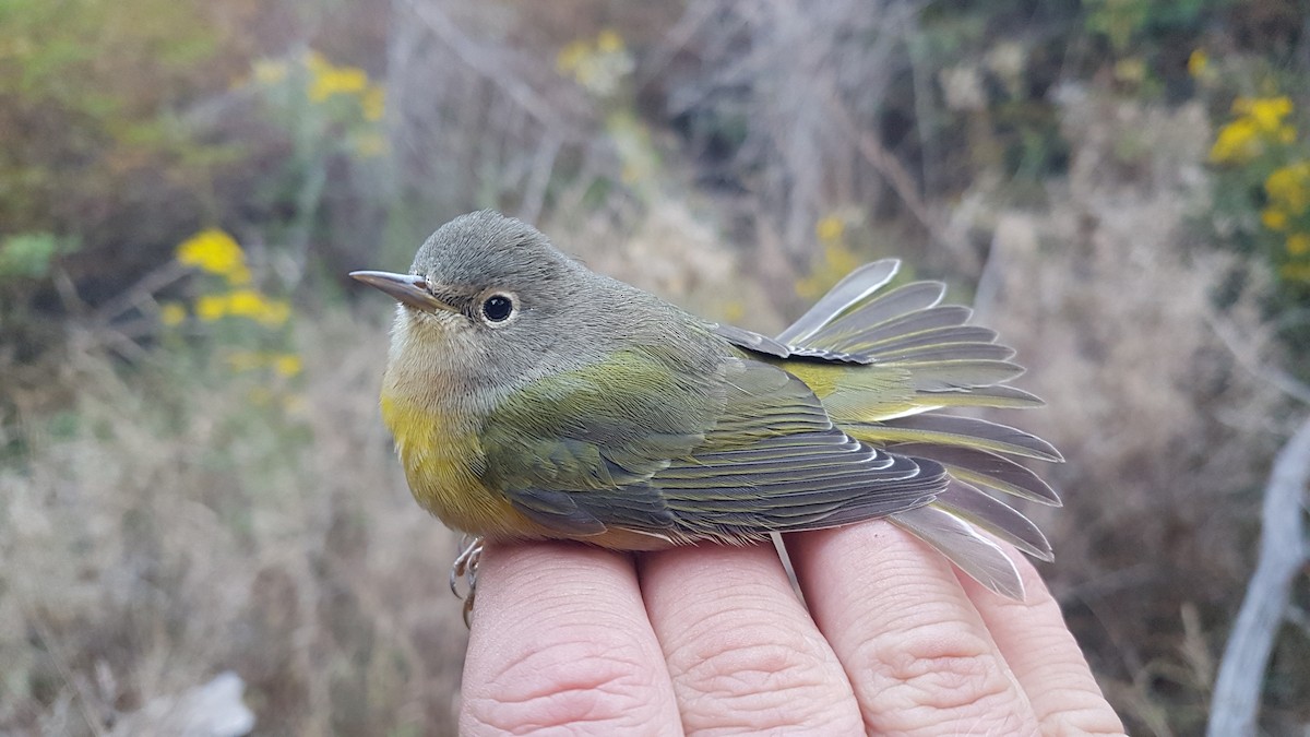 Nashville Warbler (ruficapilla) - ML645185536