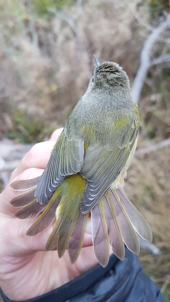 Nashville Warbler (ruficapilla) - ML645185542