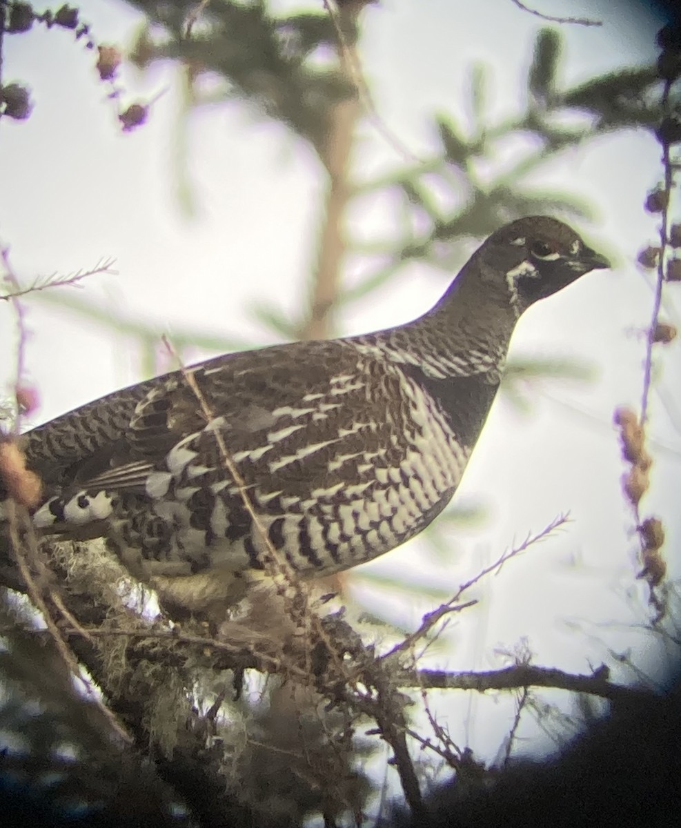 Spruce Grouse - ML645185544