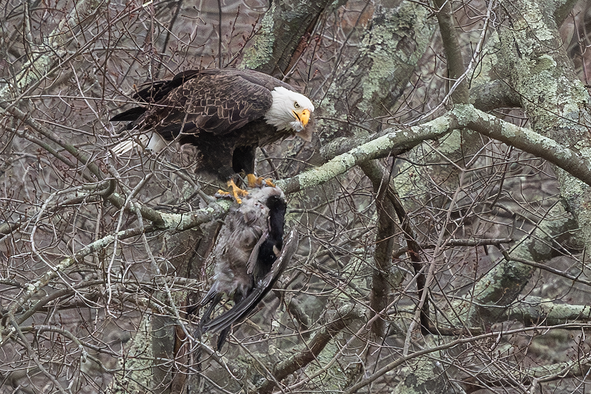 orel bělohlavý - ML645185545
