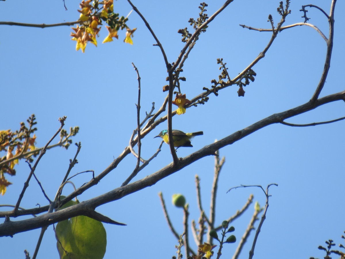 Collared Sunbird - ML645185546