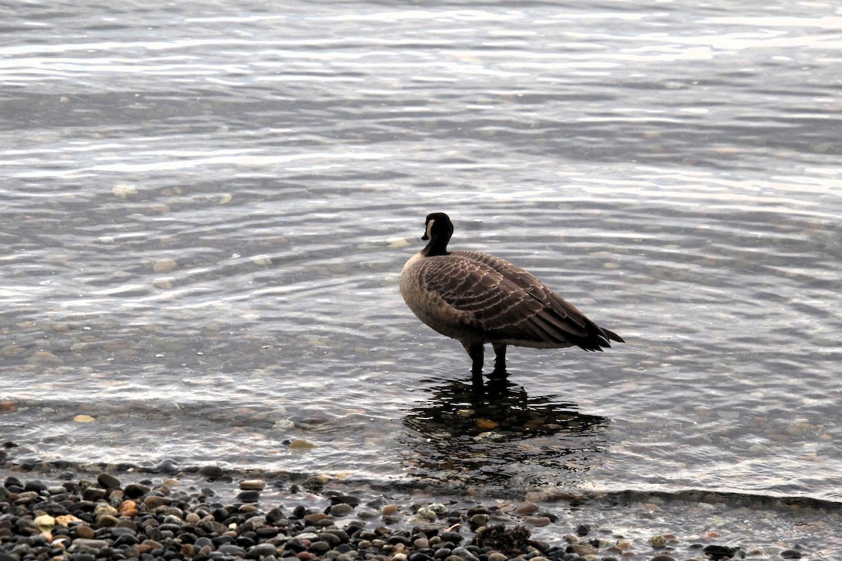 Cackling Goose - ML645185548