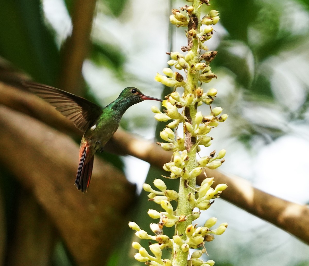 Rufous-tailed Hummingbird - ML645185550