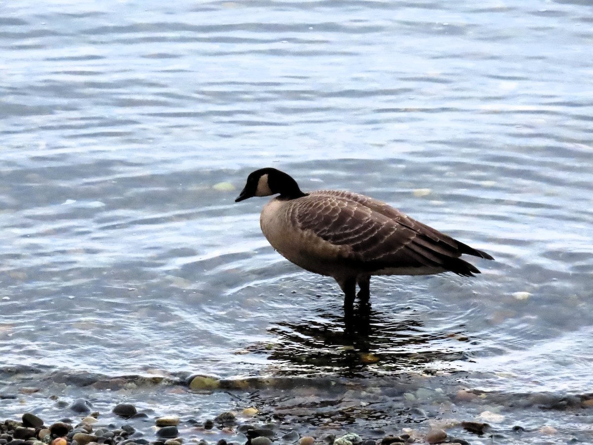 Cackling Goose - ML645185560