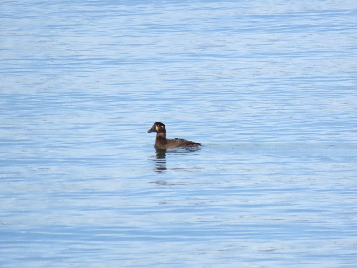 Surf Scoter - ML645185575