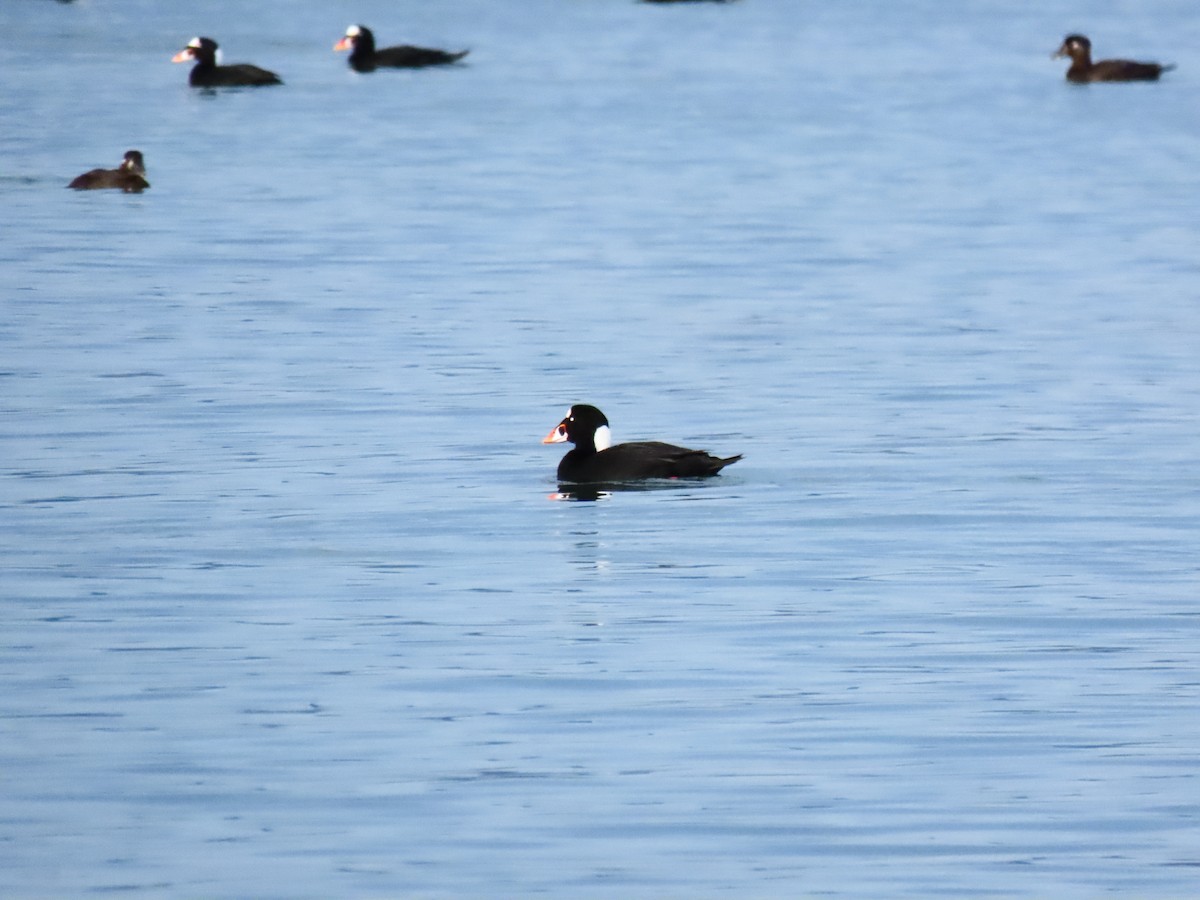 Surf Scoter - ML645185576