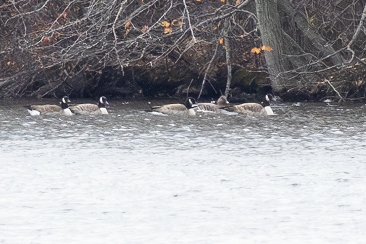 husa tundrová - ML645185584