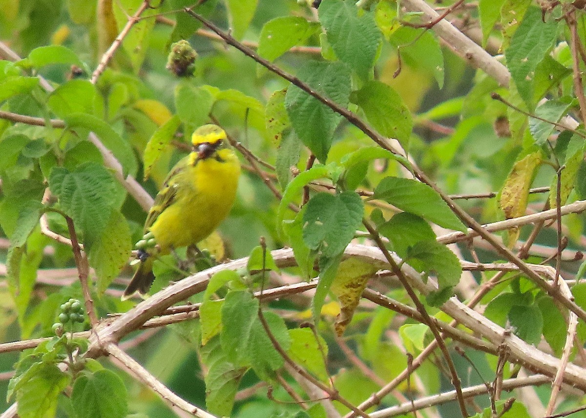 Yellow-fronted Canary - ML645185586