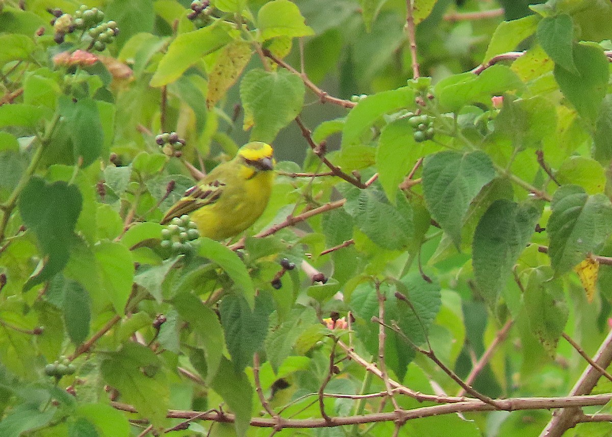 Yellow-fronted Canary - ML645185587
