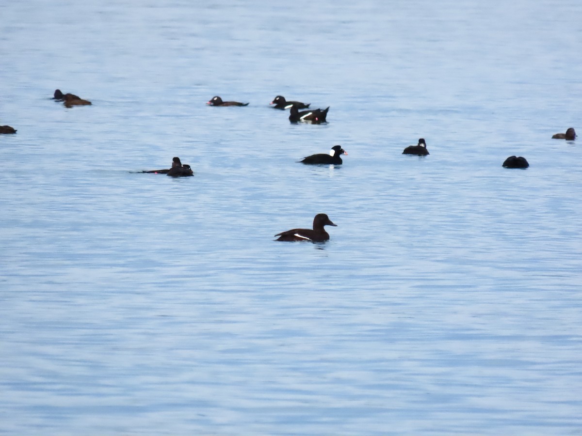 White-winged Scoter - ML645185589