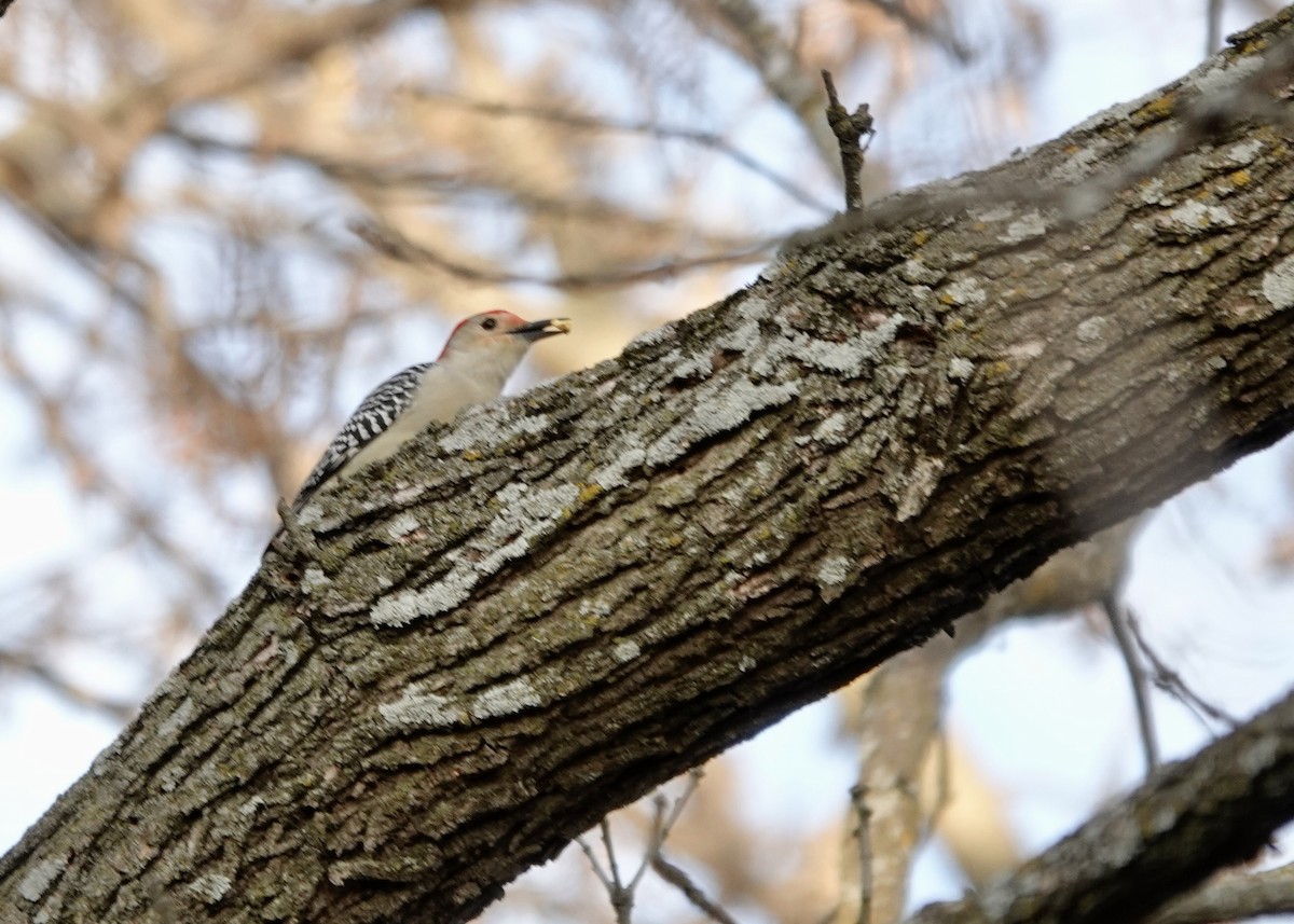 Carpintero de Carolina - ML645185599