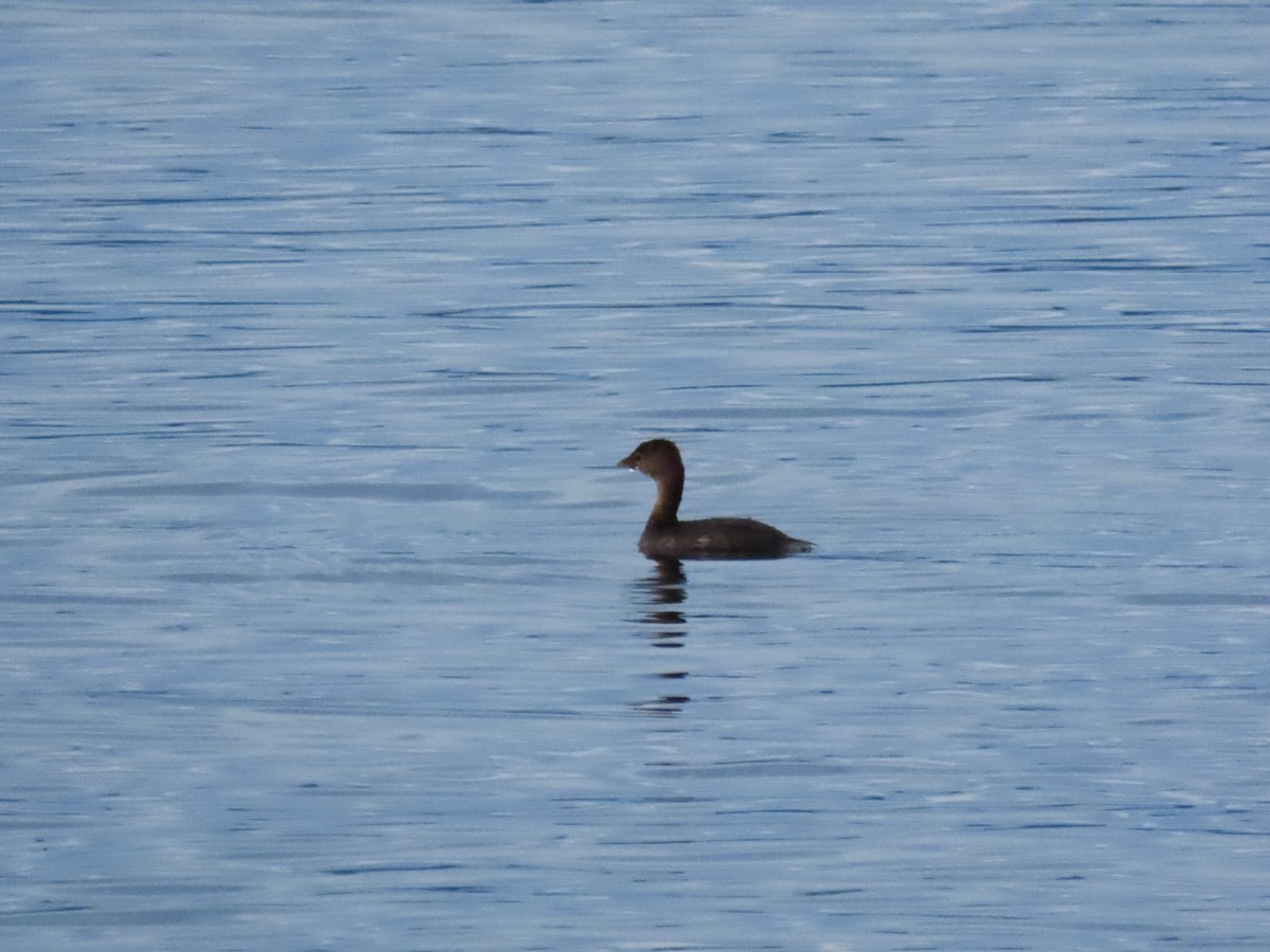 Pied-billed Grebe - ML645185606