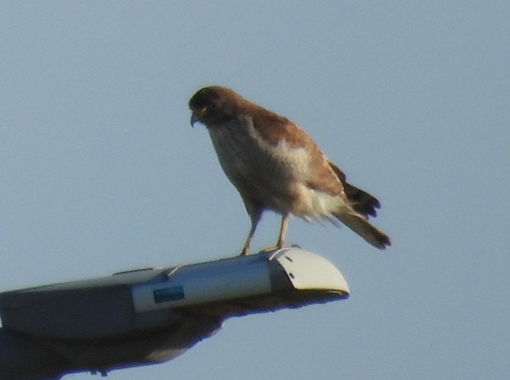 Yol Şahini - ML645185611