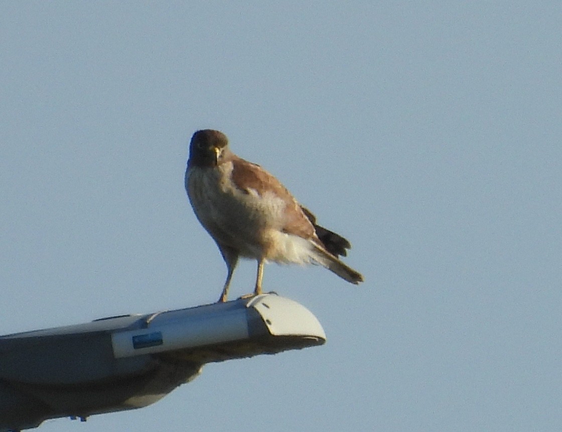 Yol Şahini - ML645185612