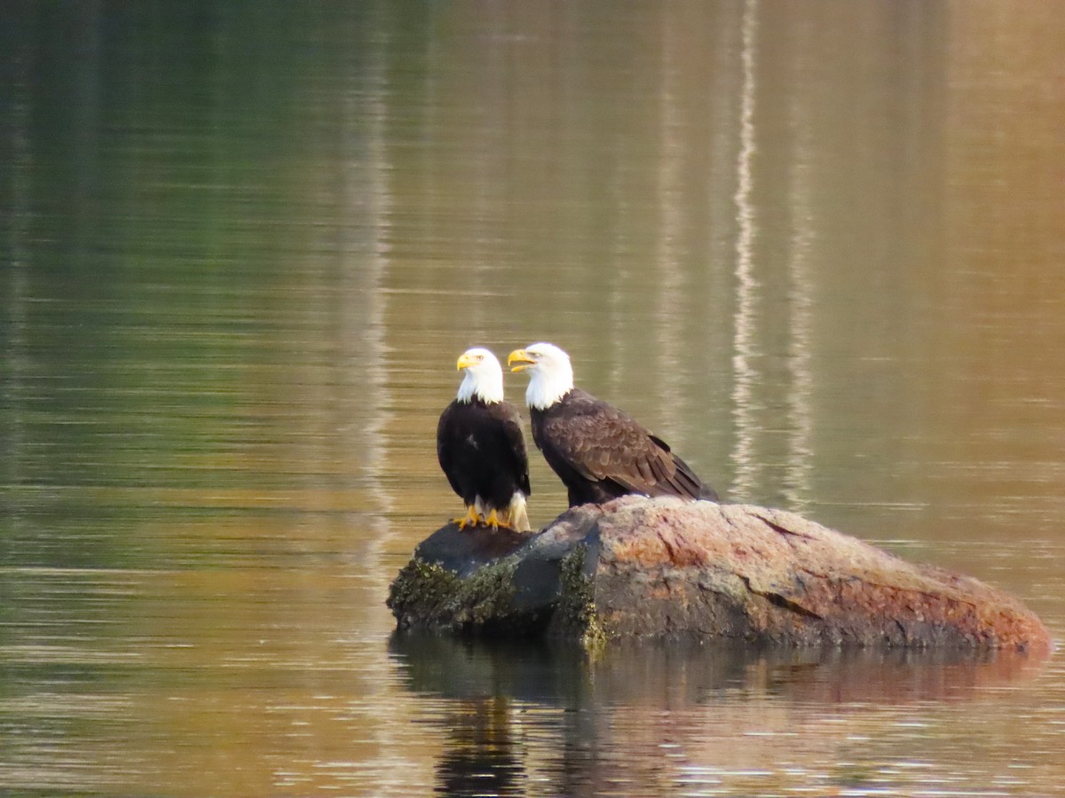 Bald Eagle - ML645185615