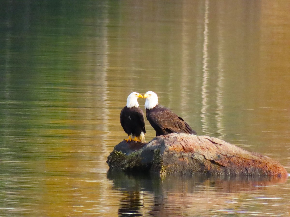 Bald Eagle - ML645185616
