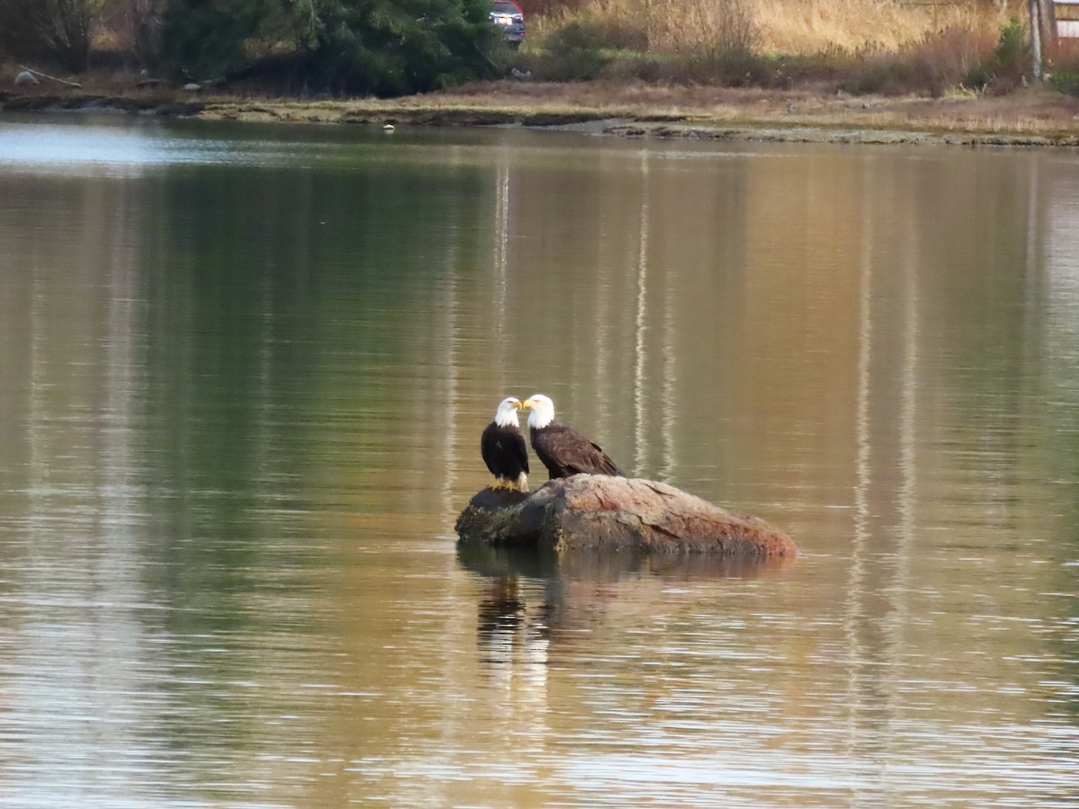 Bald Eagle - ML645185617