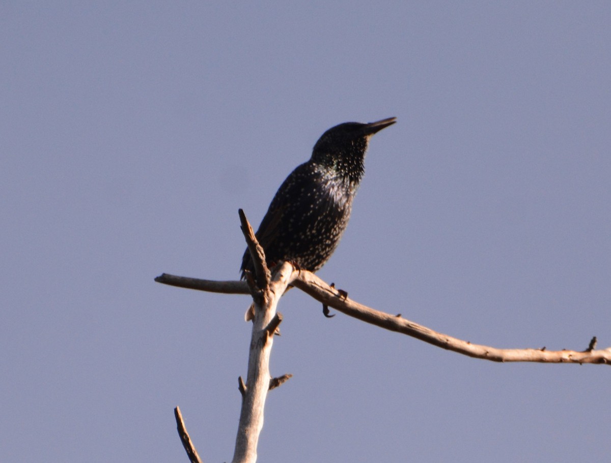 European Starling - ML645185619