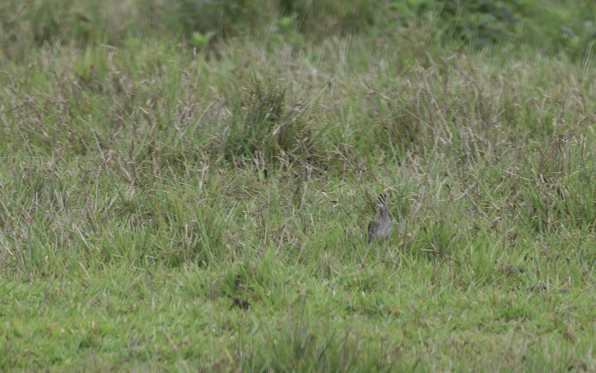 Pantanal Snipe - ML645185631
