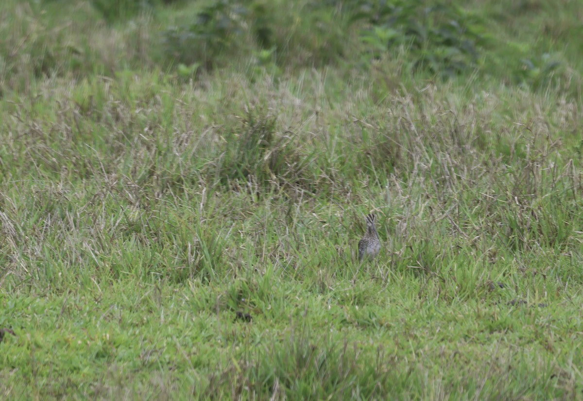 Pantanal Snipe - ML645185632