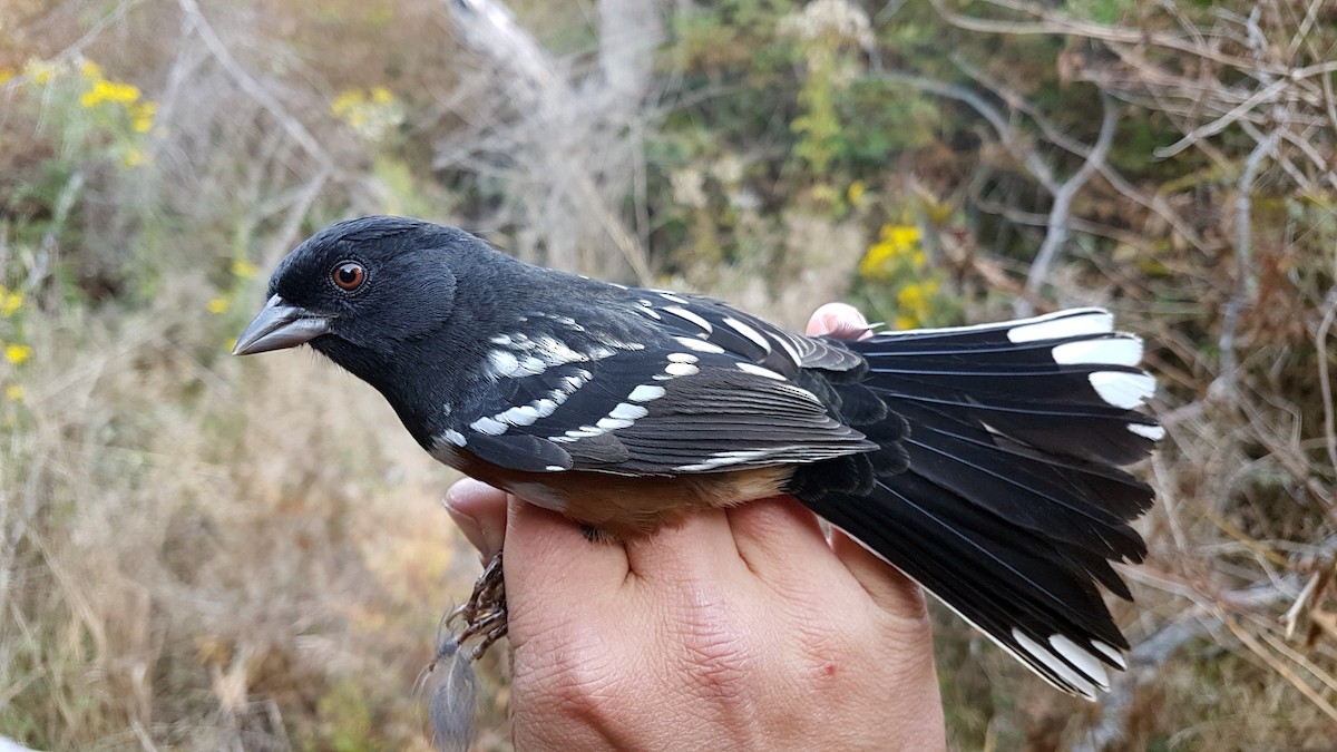 Spotted Towhee (maculatus Group) - ML645185639