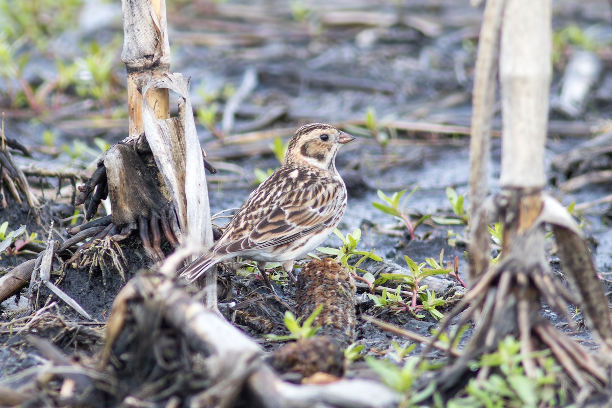 Подорожник лапландський - ML645185655