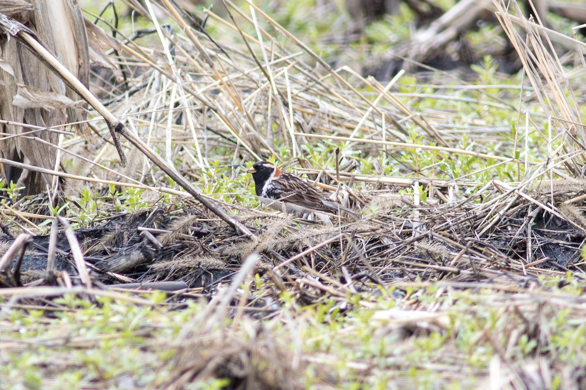 Подорожник лапландський - ML645185656
