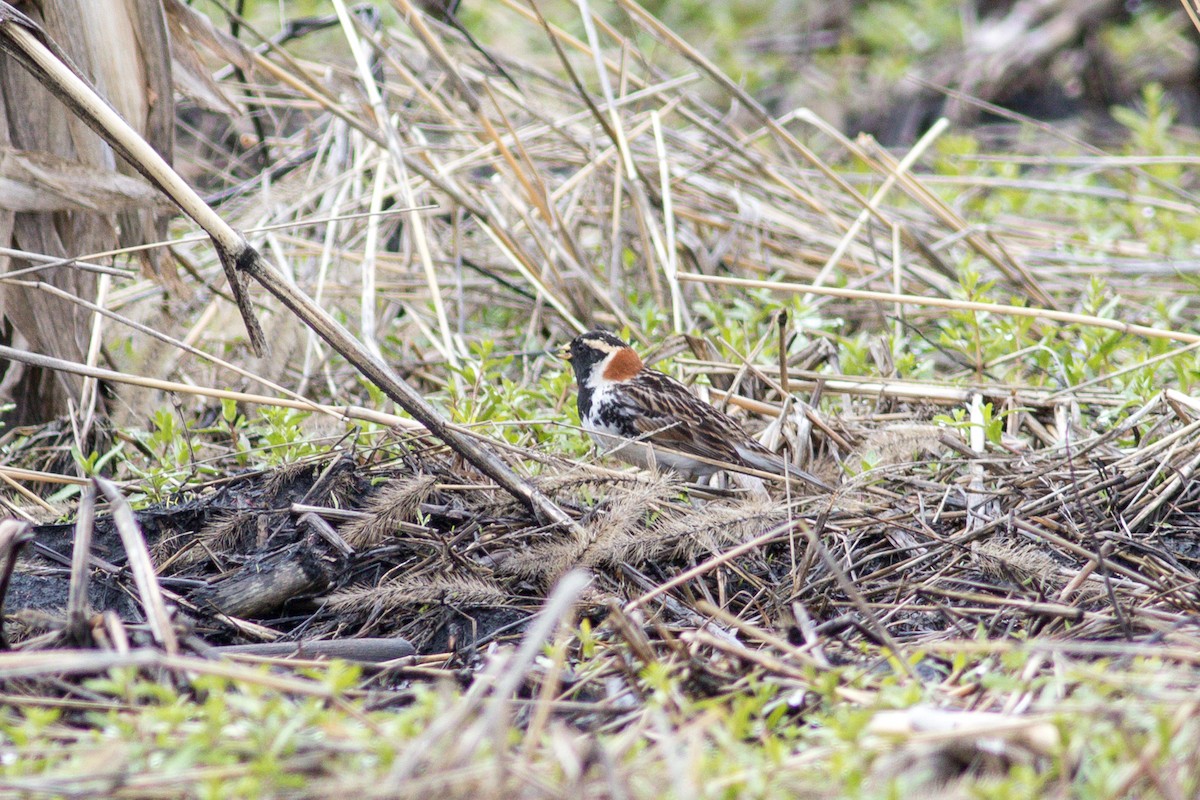 Подорожник лапландський - ML645185657