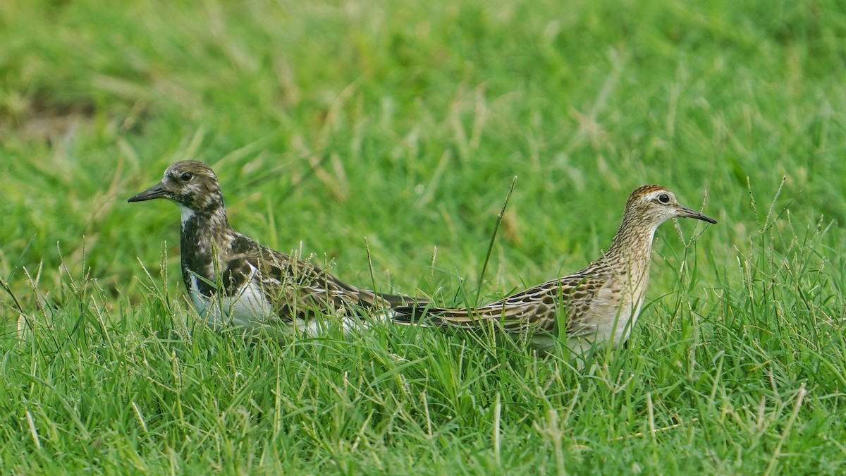 Ruddy Turnstone - ML645185660