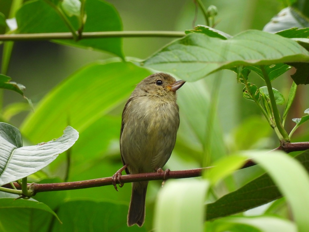 Rusty Flowerpiercer - ML645185668