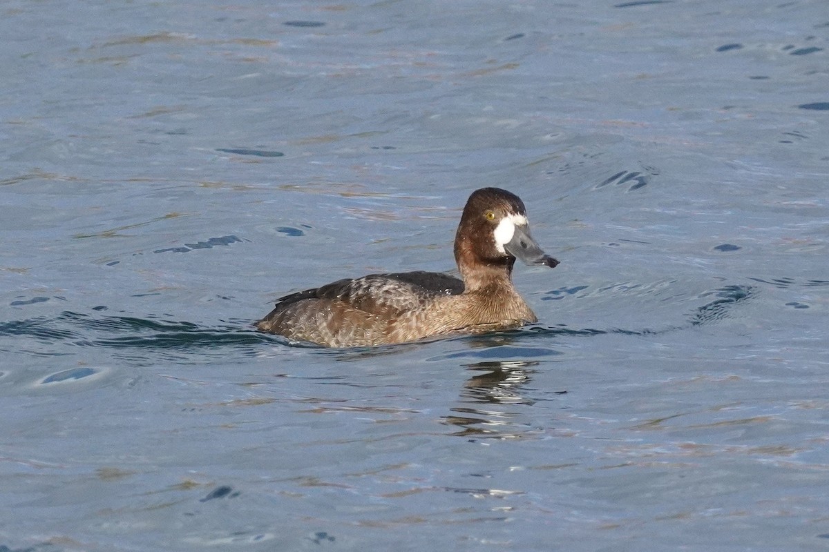 Lesser Scaup - ML645185685