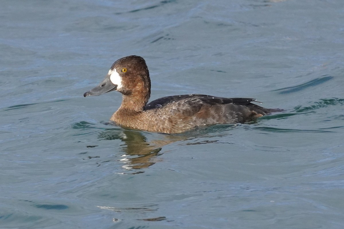 Lesser Scaup - ML645185686