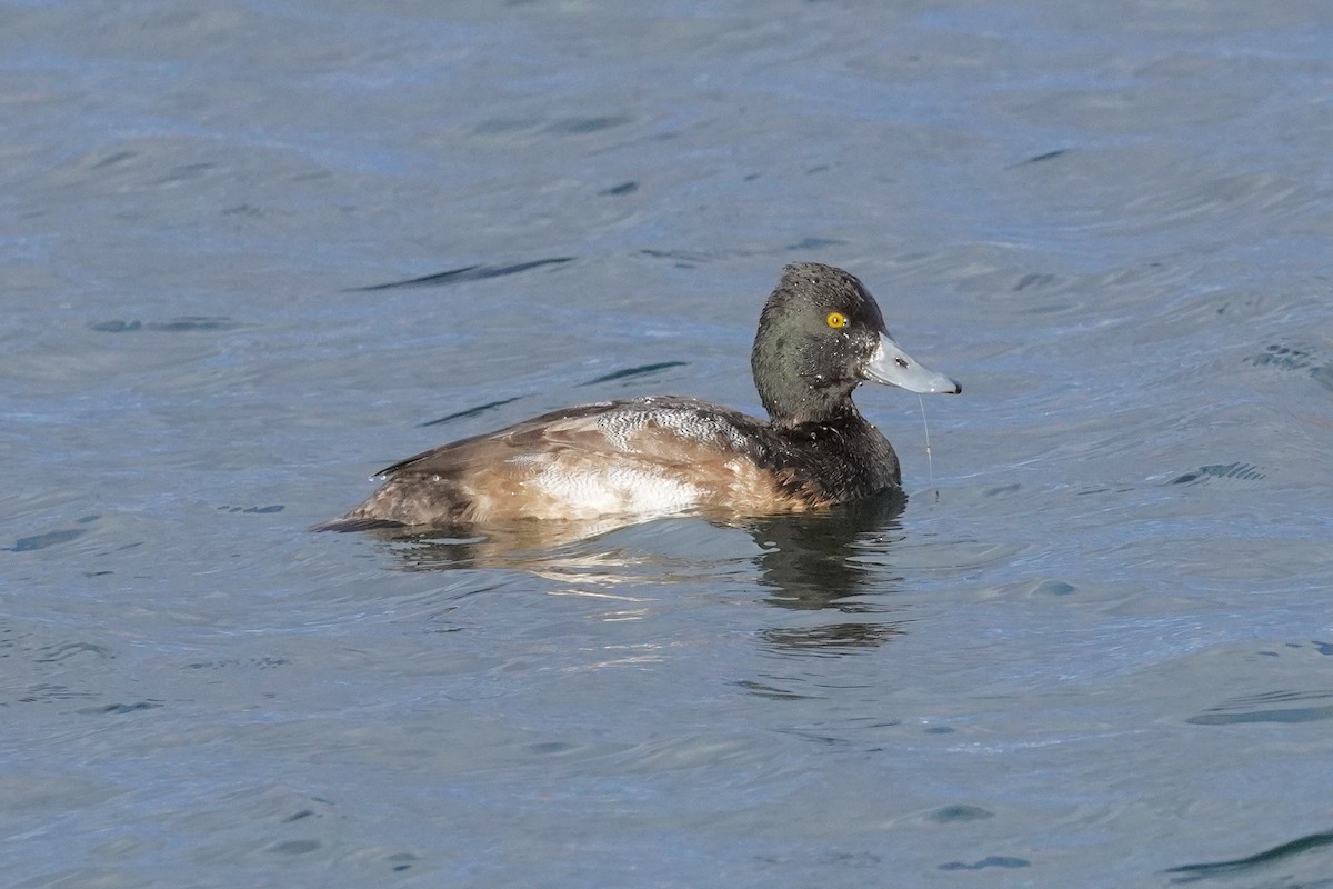 Lesser Scaup - ML645185687