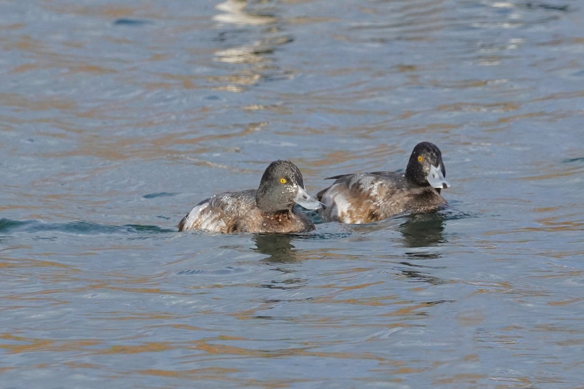 Lesser Scaup - ML645185688