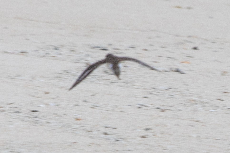 vodouš bahenní - ML645185689