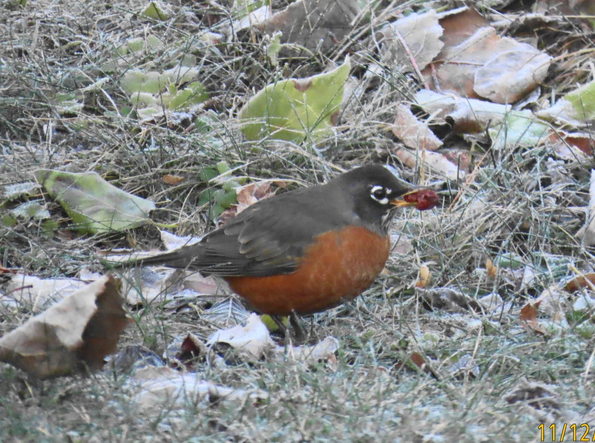 American Robin - ML645185703