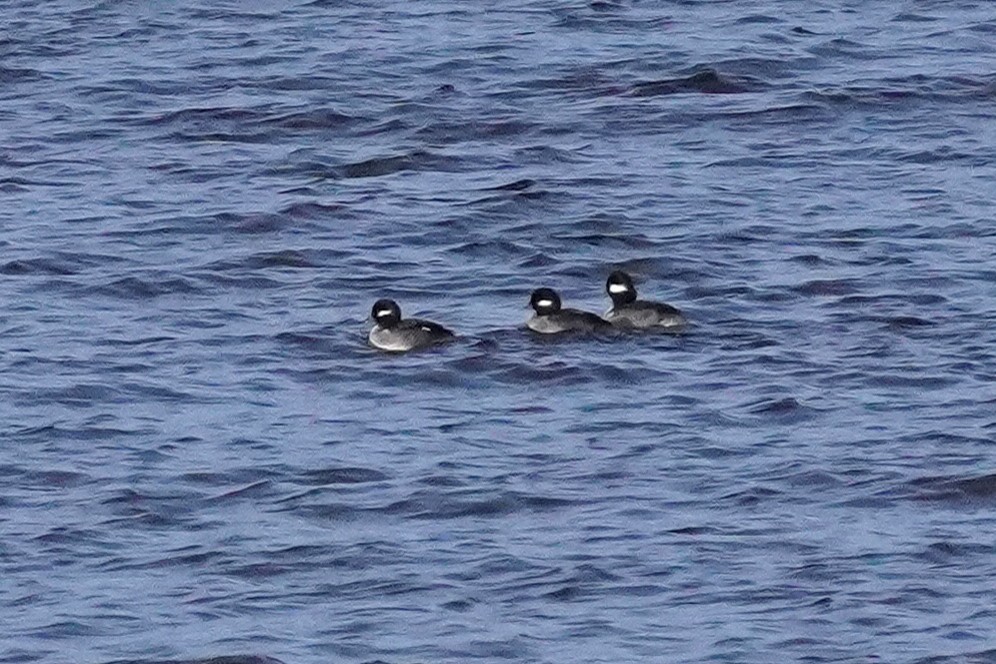 Bufflehead - ML645185715