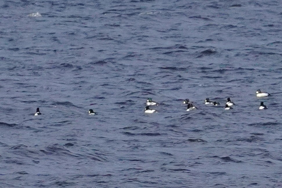 Алаг шунгаач - ML645185720