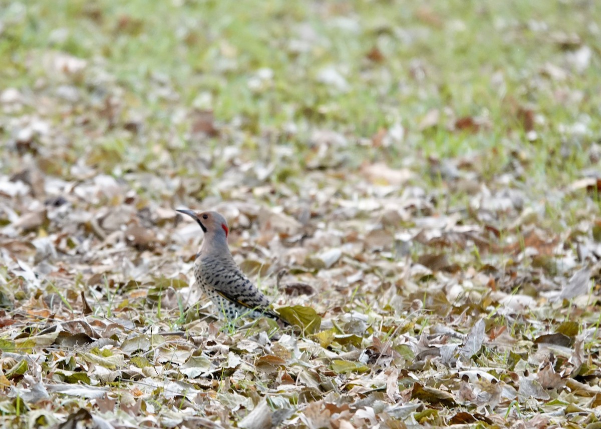 Northern Flicker (Yellow-shafted) - ML645185721
