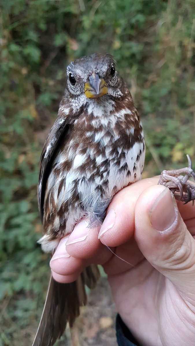 Fox Sparrow (Sooty x Red) - ML645185727