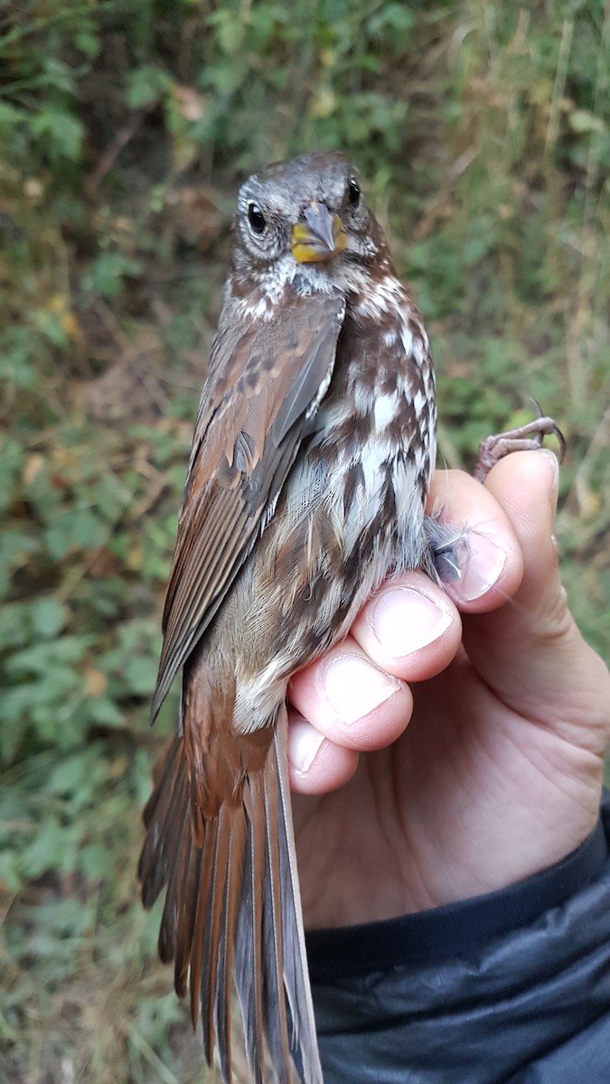 Fox Sparrow (Sooty x Red) - ML645185728