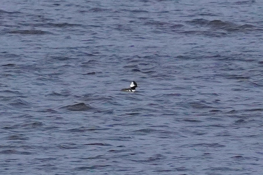 Hooded Merganser - ML645185731